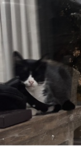 I love my pets