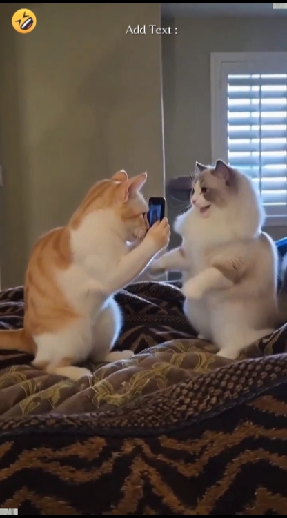 Dance Cat Trend