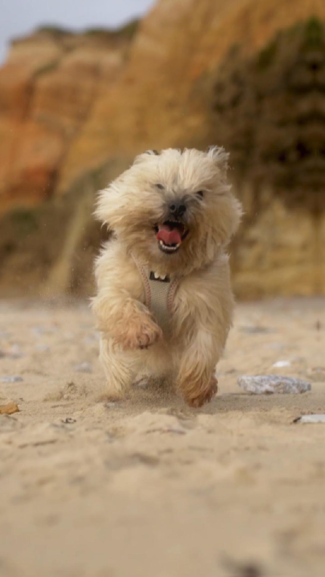 Velocity Pup