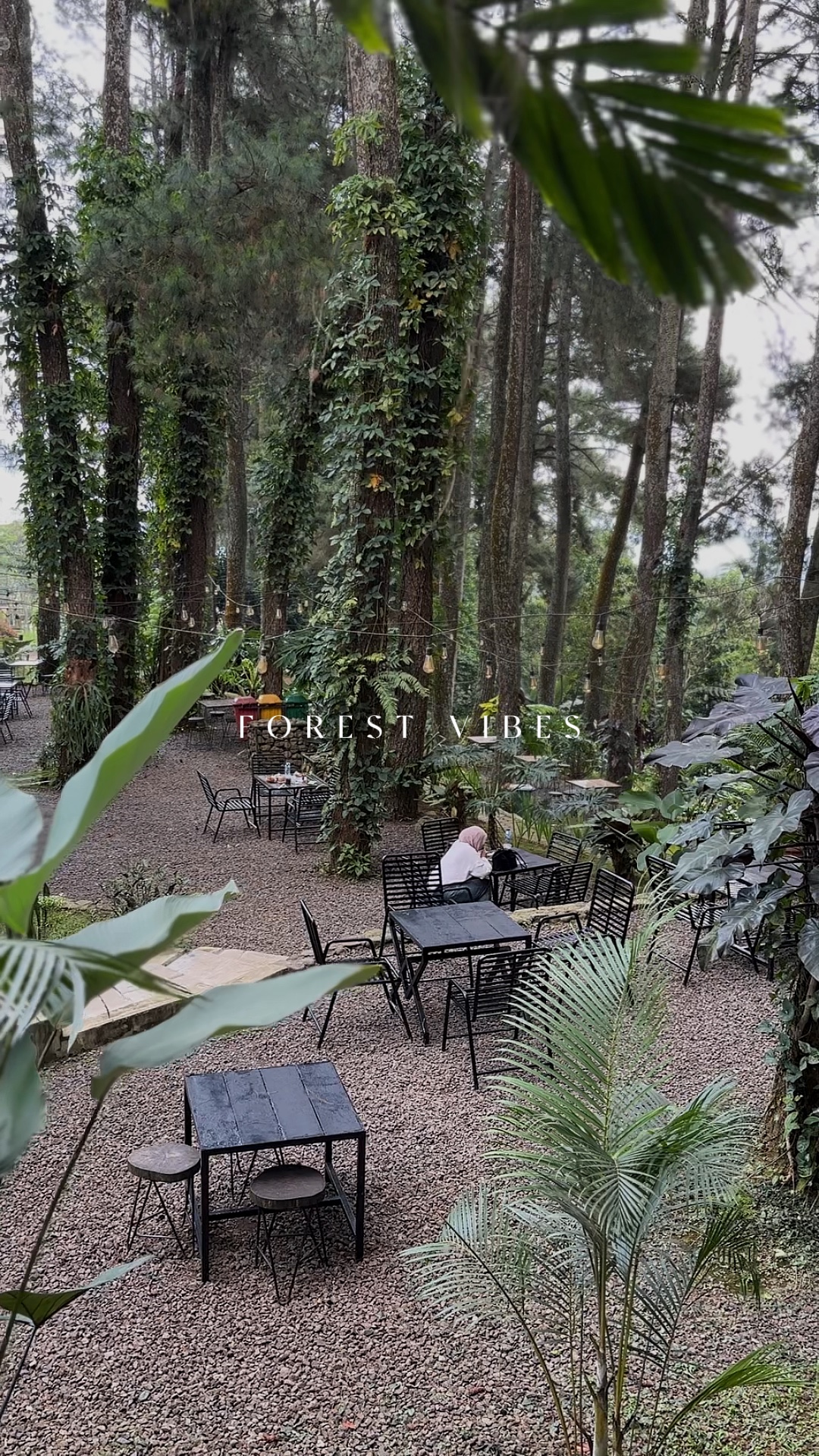 Vibrações Da Floresta 