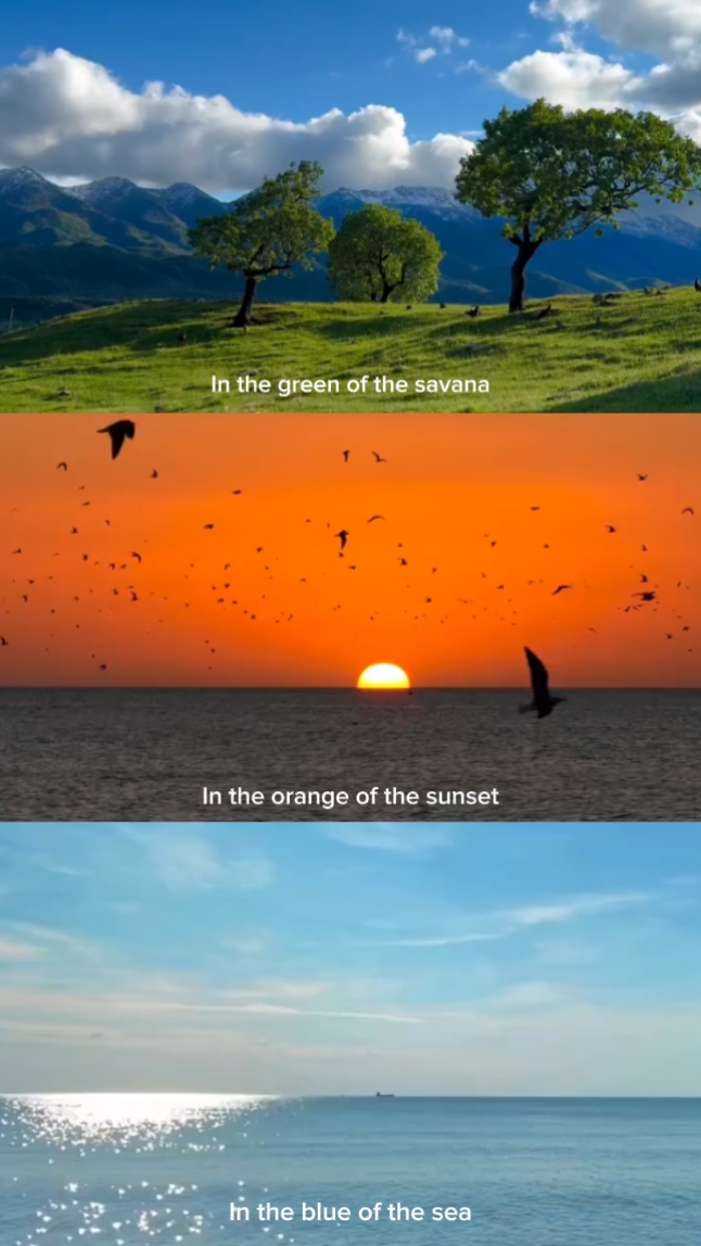 3 grid video