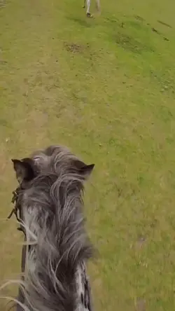 Horse slomo‼️FAKE AI‼️