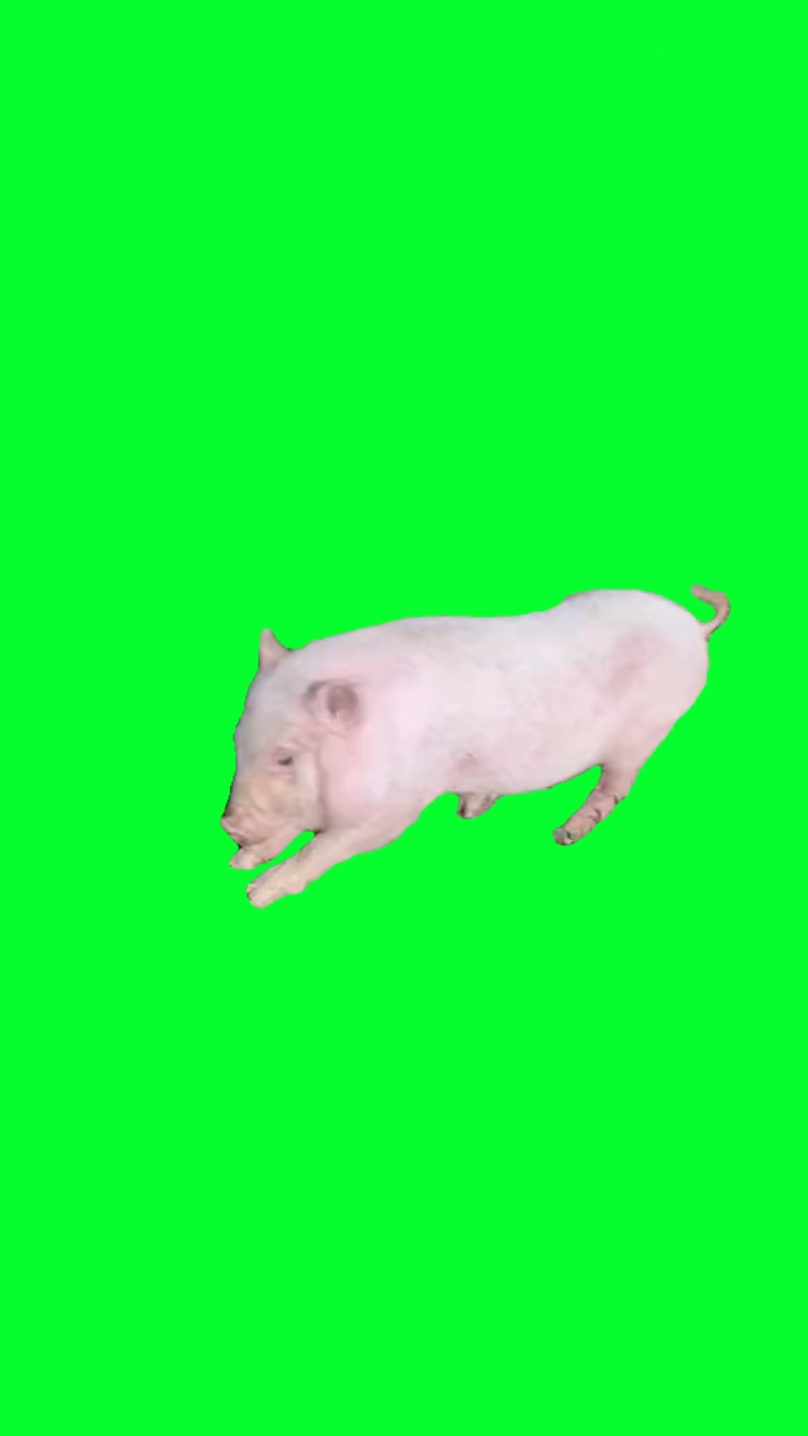pig dance pow pow