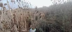 FORAGING WLD SEEDS