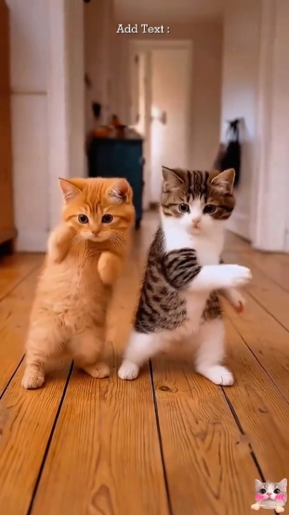 Tendance chat