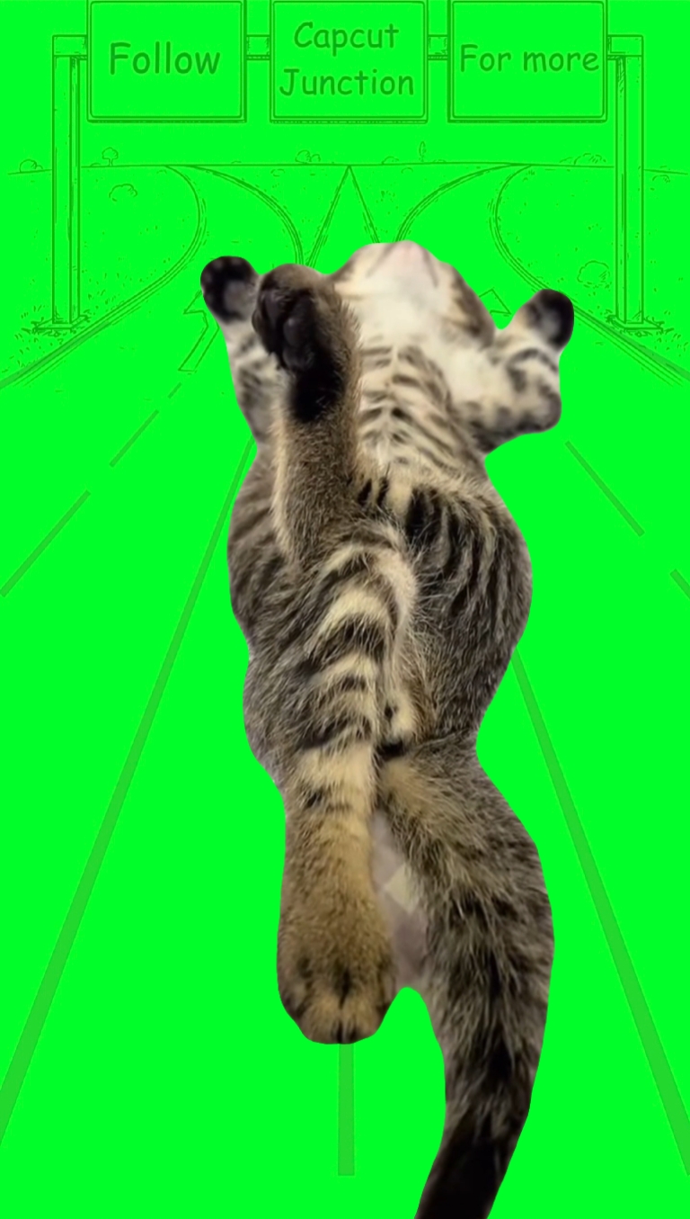 Lazy cat