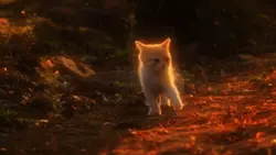 cute cat