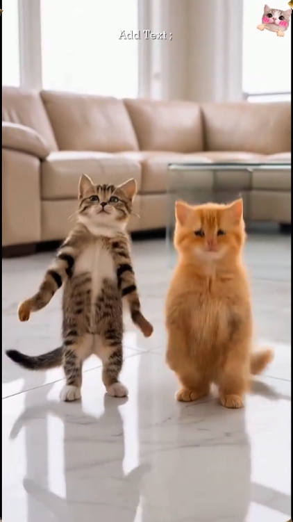 Cute Cat