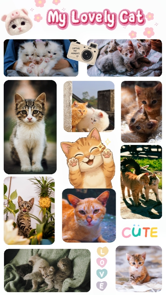 My Lovely Cat
