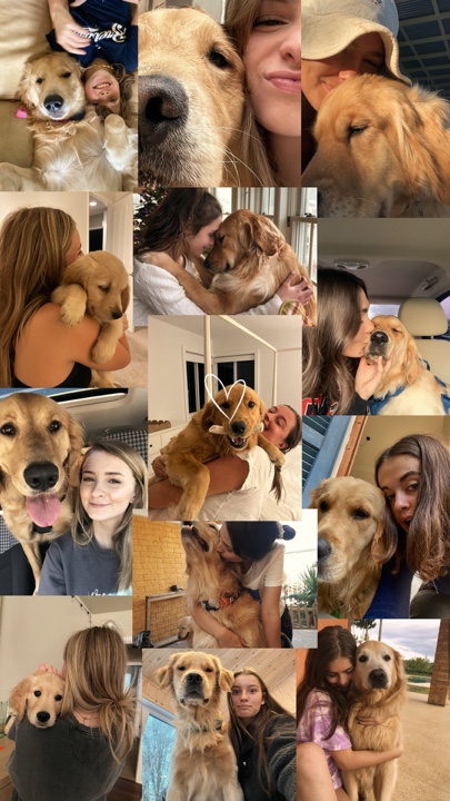 My pets 