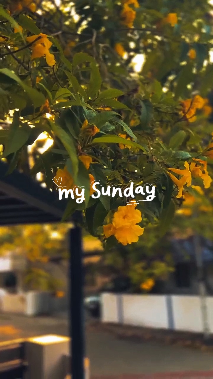my sunday 