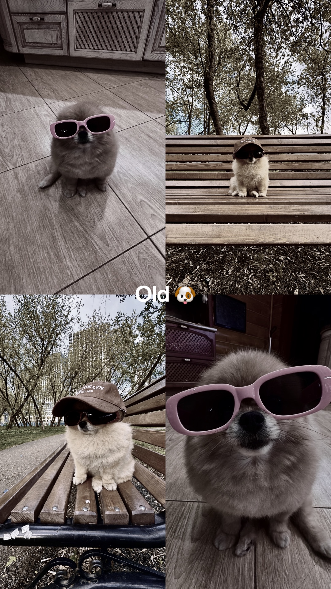 vieux et maintenant chien🐶