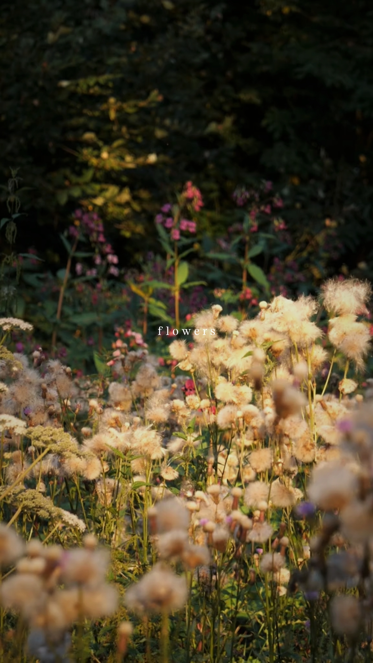 flowers
