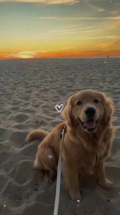 My dog
