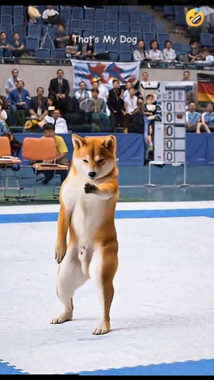 Karate Dog. ADD TEXT