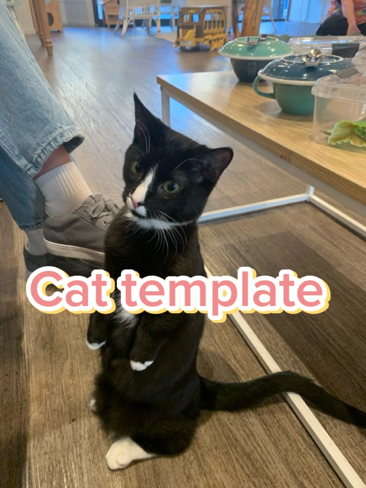 Modèle de chat 
