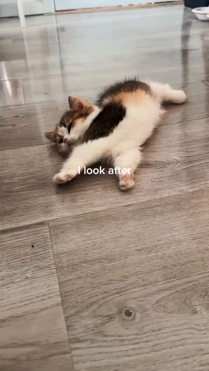 Katze