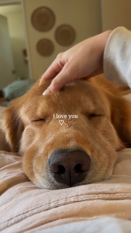 Ich liebe dich, mein Hund 