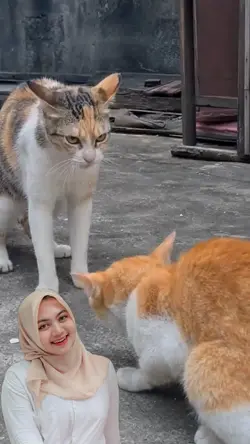 trend kucing lucu