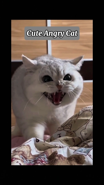 Kucing Marah Lucu