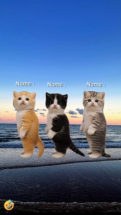 Lindo baile de gato 