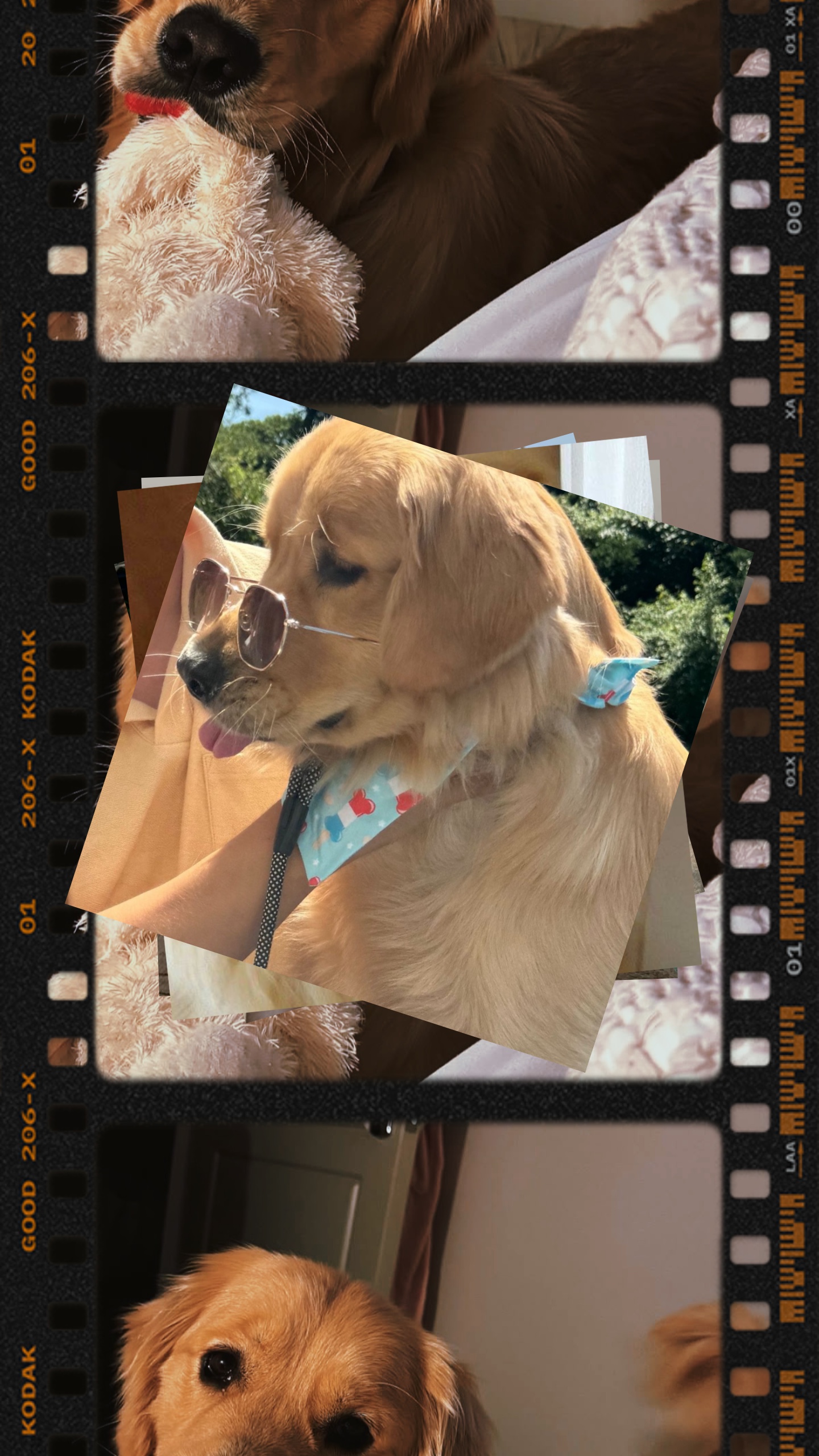 Köpeğim Fotoğraf Dökümü