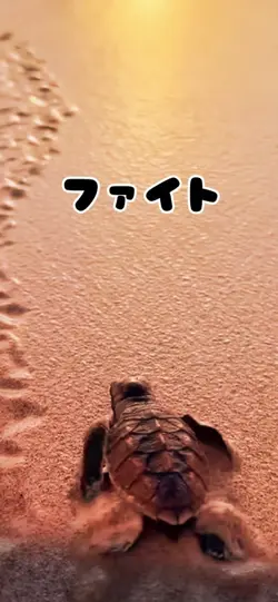ファイト
