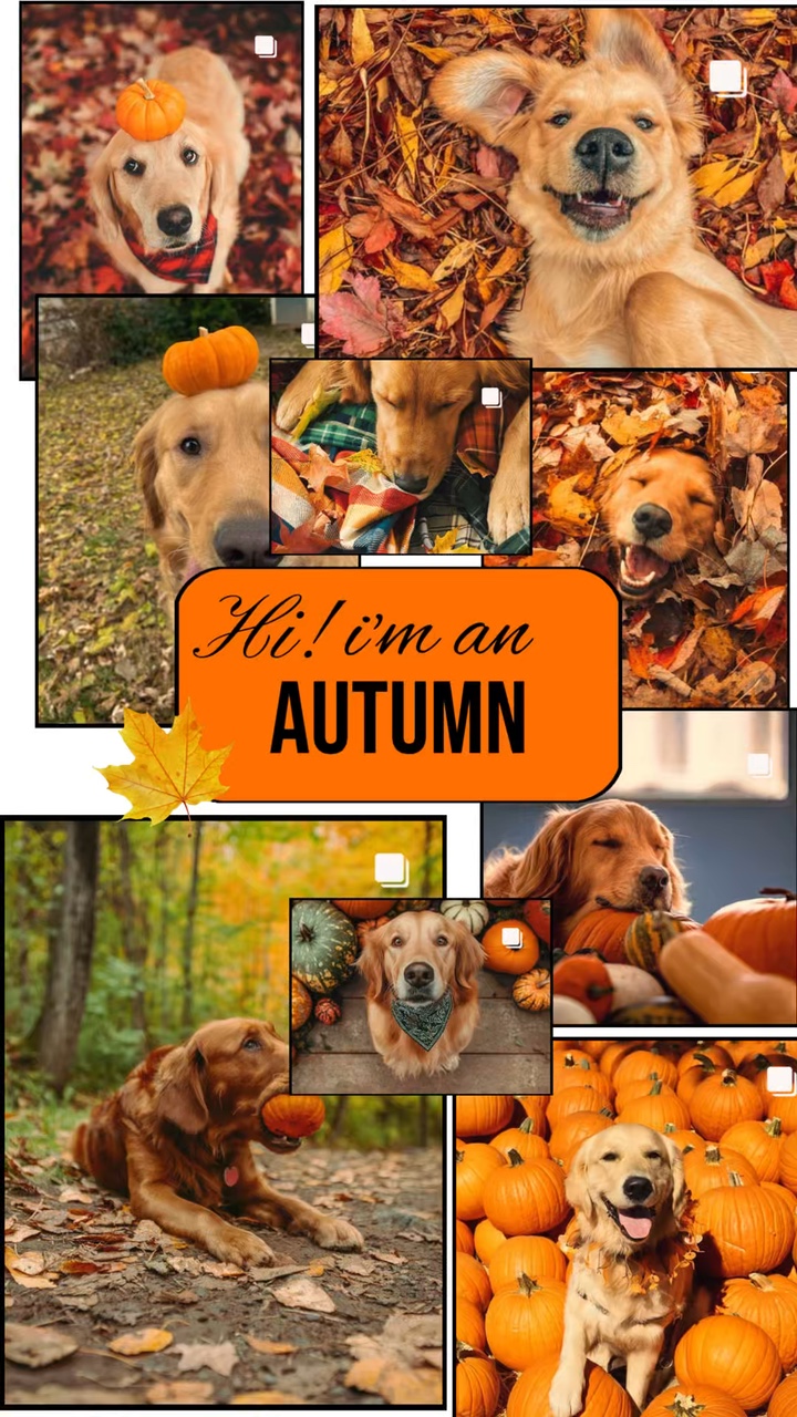 Hi I'm autumn dog
