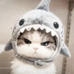 Montagem Miau 1:1