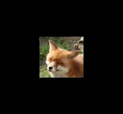 FOXY👀✨💗
