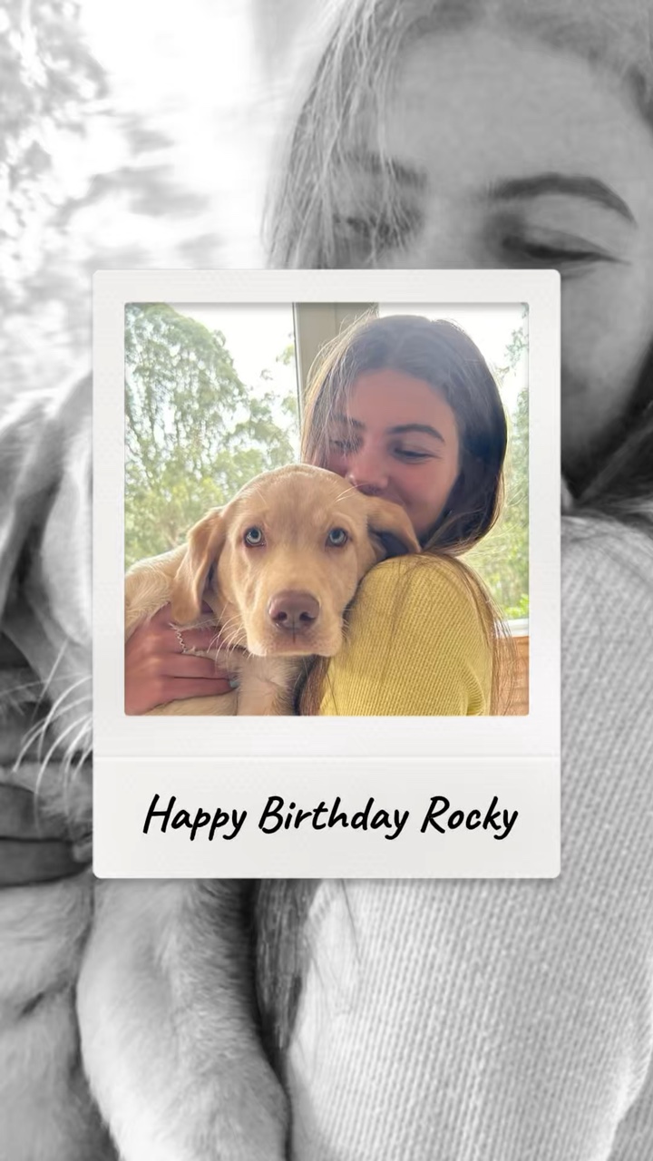 Geburtstag Hund