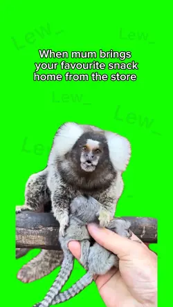 Monkey meme