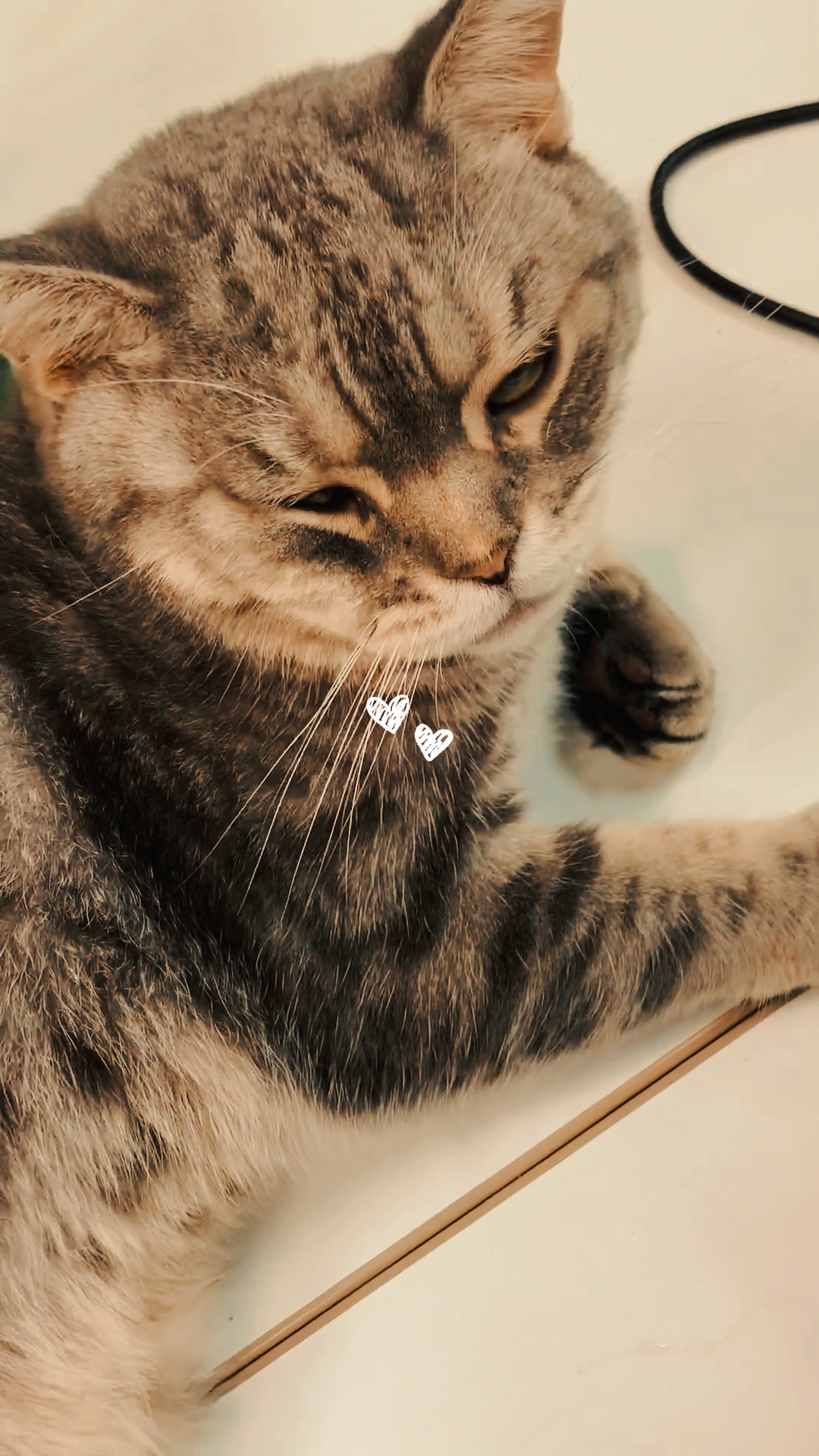 Historia de gatos