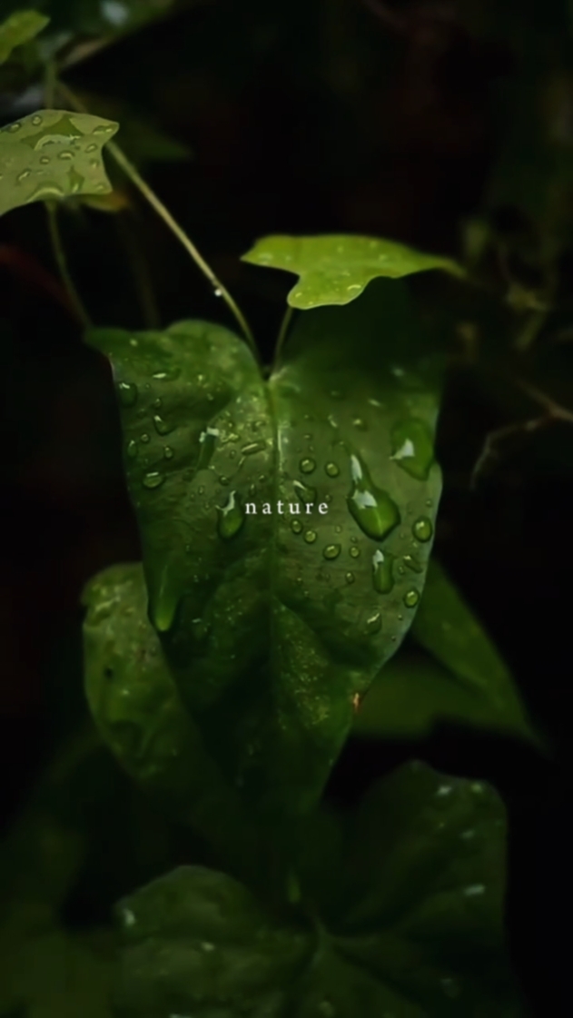 Naturaleza