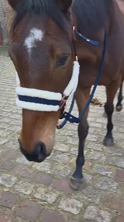 cheval 