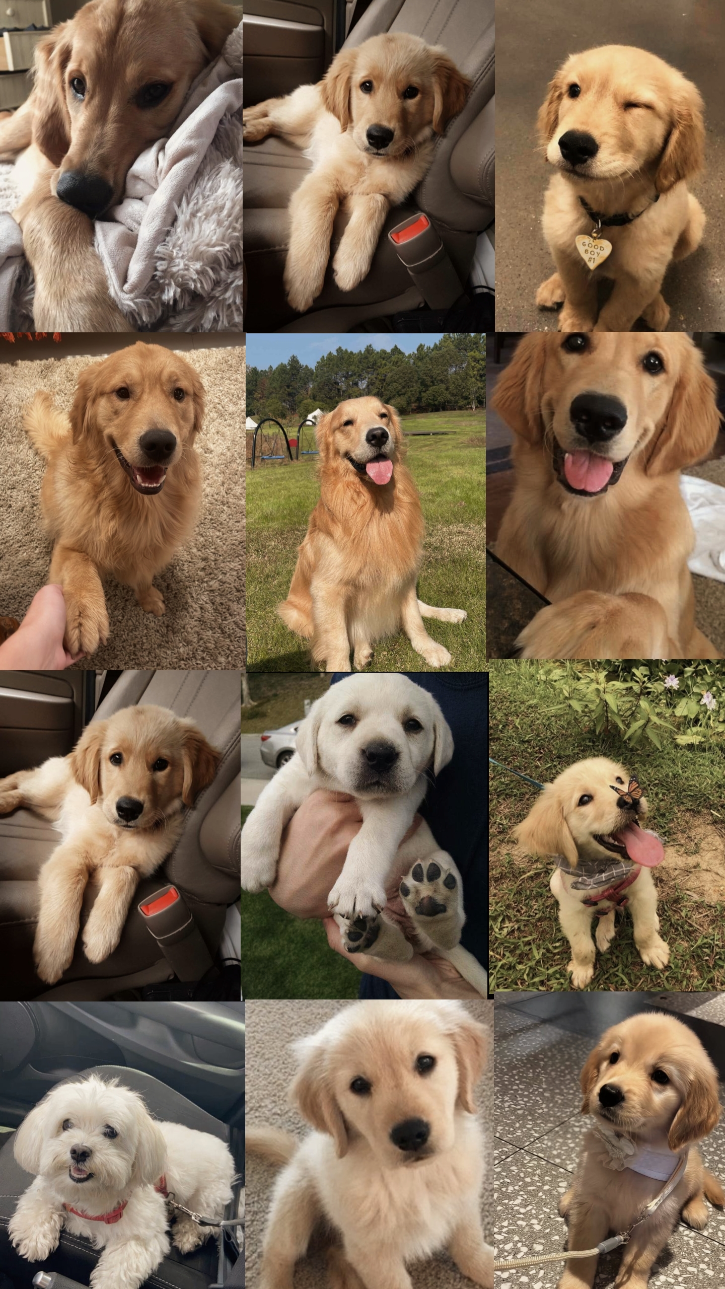 Meu cachorro