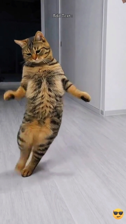 Gato Engraçado... 