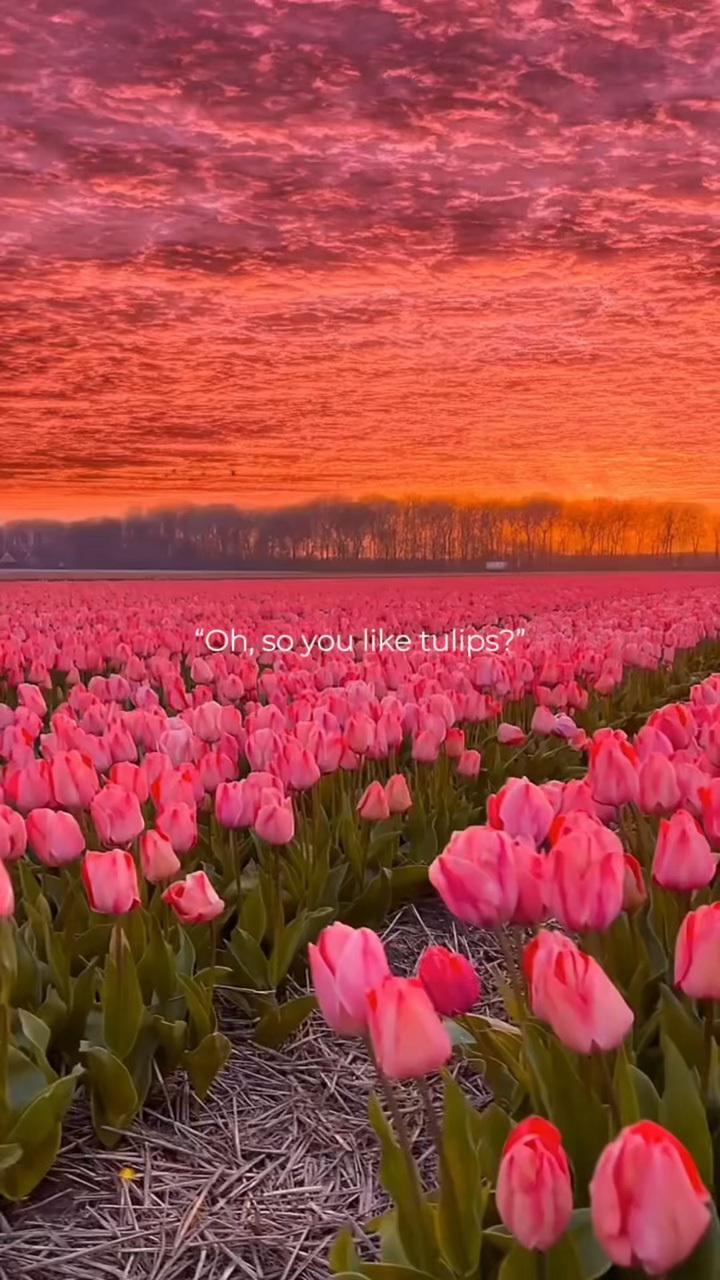 jadi kamu suka tulip🌷