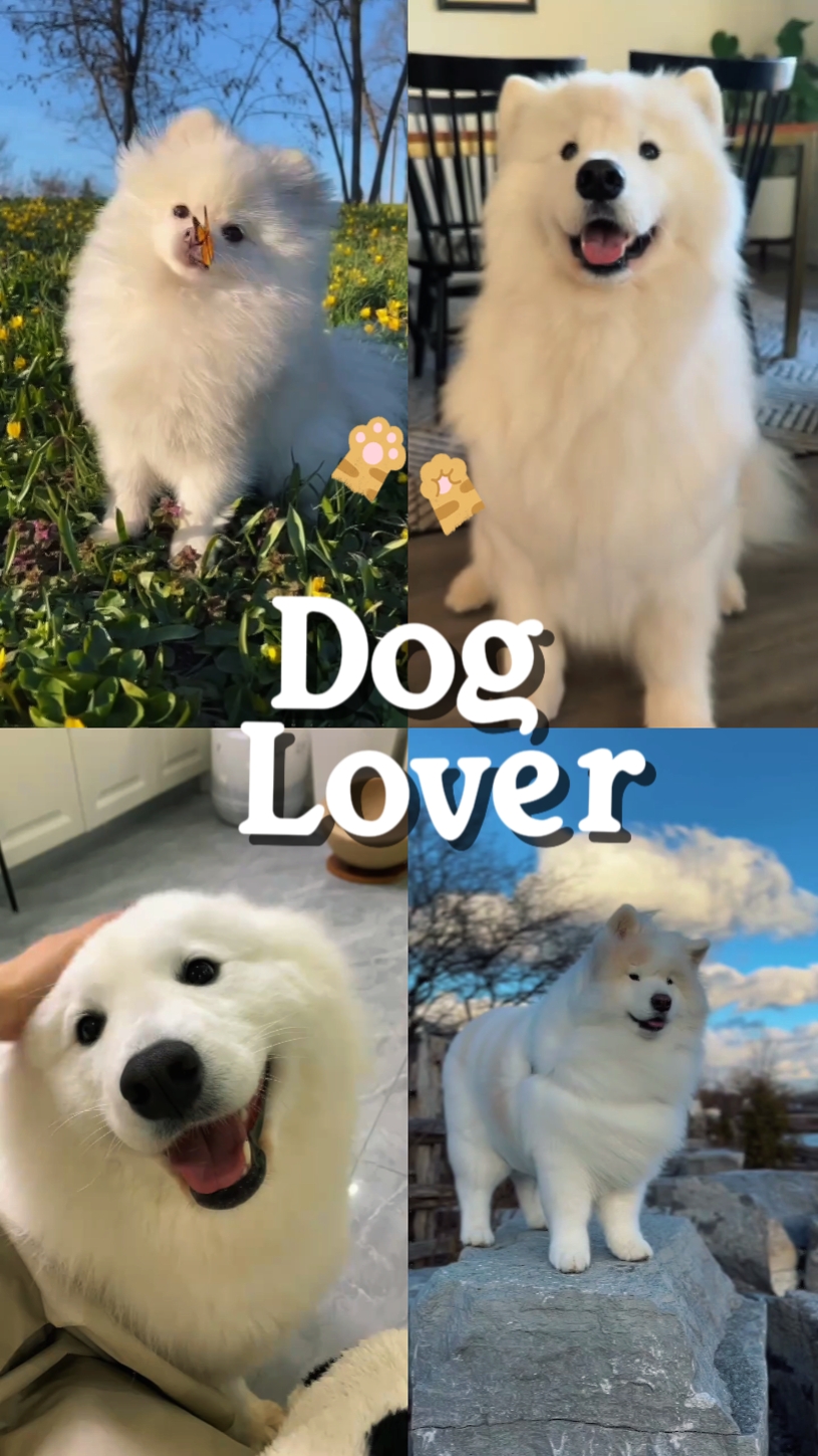 dog lover