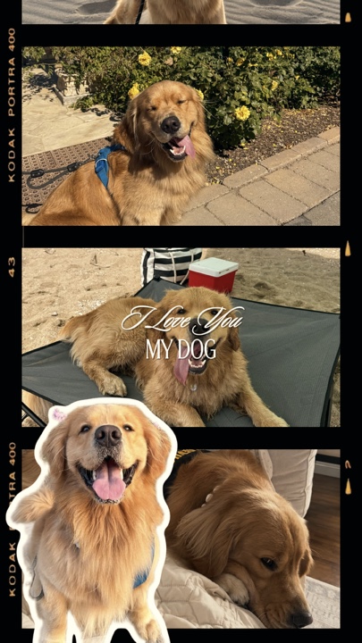 Je t'aime - mon chien 🐶