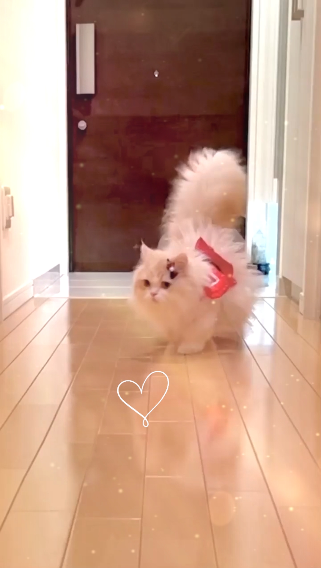 CHAT MIGNON
