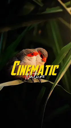 Cinematic nature