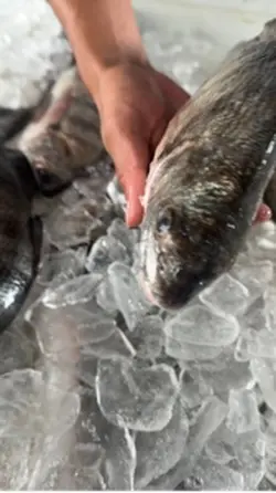 Nossa peixaria 