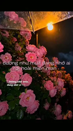 dường như mưa đang