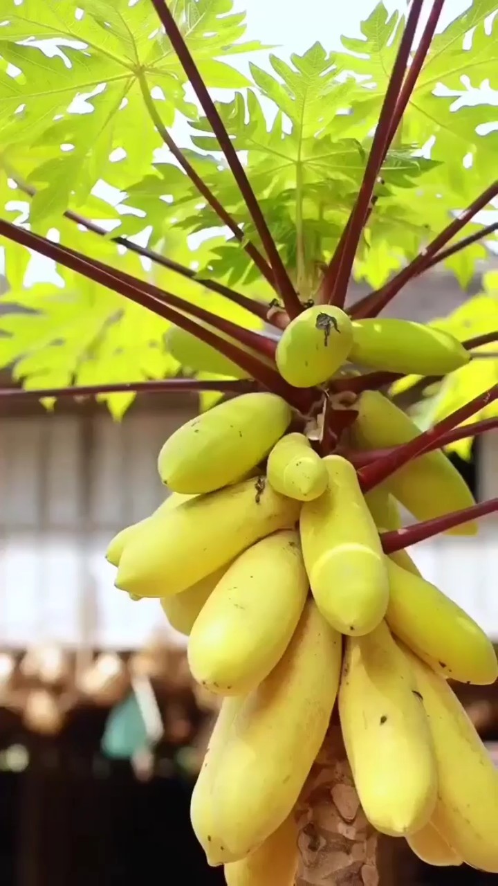 vlog buah