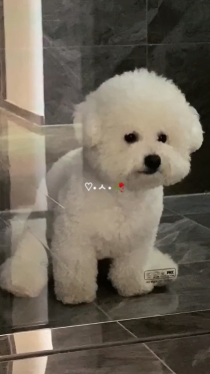 Pet Moments