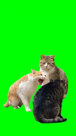 CAT ANGRY MEME