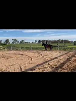 Horsey girls