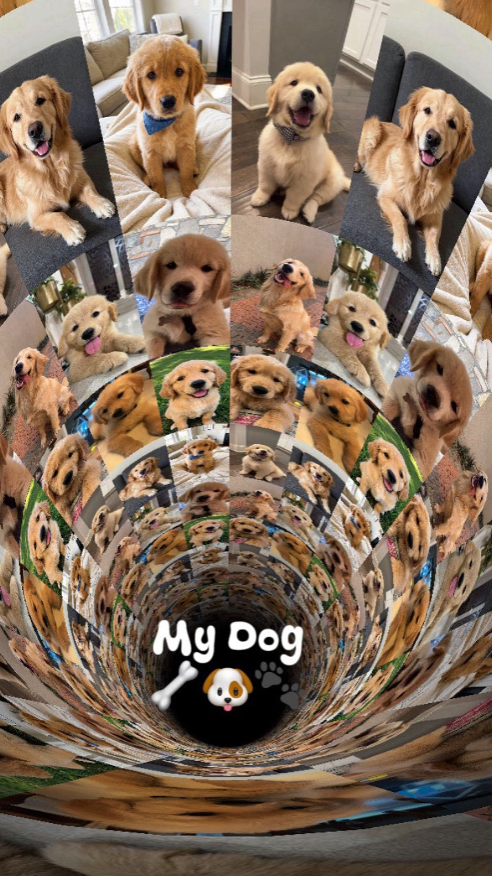 My Dog