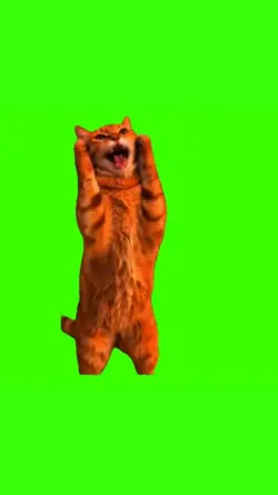 Cat Hahahaha